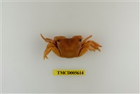 藏品(方形大額蟹)的圖片